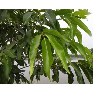 Cây lá vối nếp uống trà