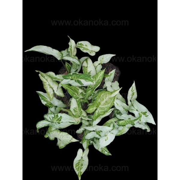 Chậu cứng Syngonium three kings