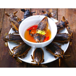 Nước mắm cà cuống nguyên con Hà Thành