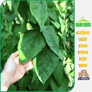 Hạt Giống Sương Sâm Lông Dễ Trồng (Lá Dùng Làm Thạch Sương Sâm), Trồng Quanh Năm - Gói 30 Hạt