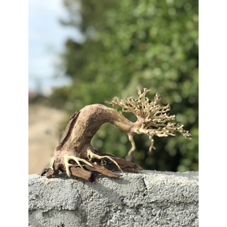LŨA BONSAI CHO HỒ THỦY SINH SIZE NHỎ [TĐ/01]
