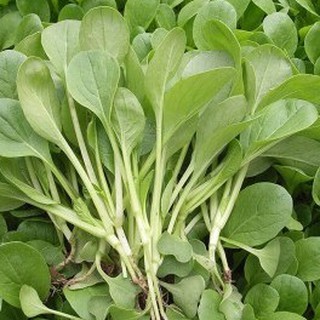 Hạt giống cải ngọt ăn non { gói 10gram }