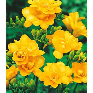 Củ giống hoa lan nam phi hoa màu vàng - 1 củ