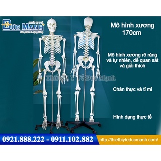 Mô hình xương người 170cm