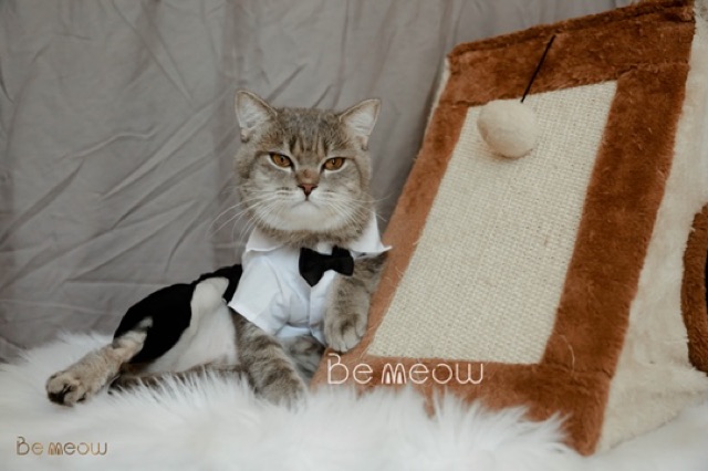 Áo cho chó mèo - bộ lễ phục chú rể