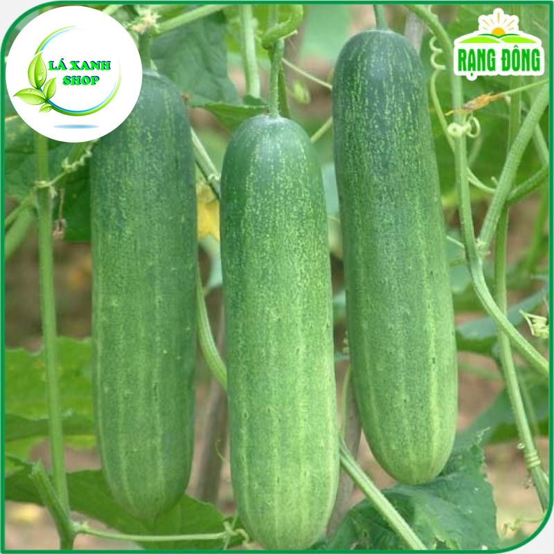 Hạt giống Dưa Leo F1 Trái Dài, Giòn Ngọt, Trồng Quanh Năm (gói 1 gram) - Hạt giống Rạng Đông