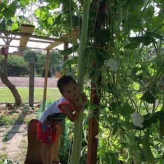 HẠT GIỐNG BẦU SIÊU DÀI 2M