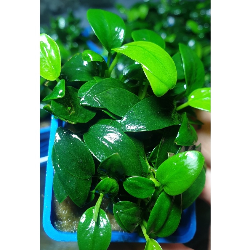 Cây Ráy NaNa tàu