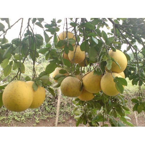 Cây Giống Bưởi Diễn