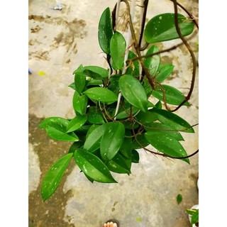 Cẩm cù hoa tím
