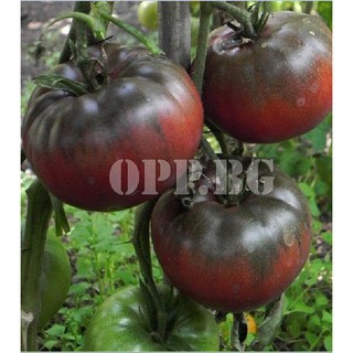 Hạt giống cà chua socola quả to gói 30 hạt