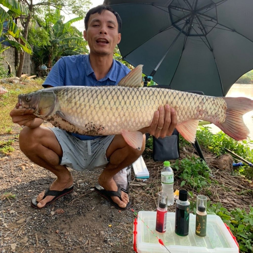 Mồi câu cá trắm cỏ Kim Long, mồi câu cá trắm đen kim long, hương liệu câu cá trắm cỏ kim long- Vietnam Fishing