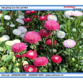 100 Hạt giống Cúc Đà Lạt Mix 