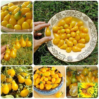 Hạt Giống Cà Chua Lê Vàng - 30 Hạt