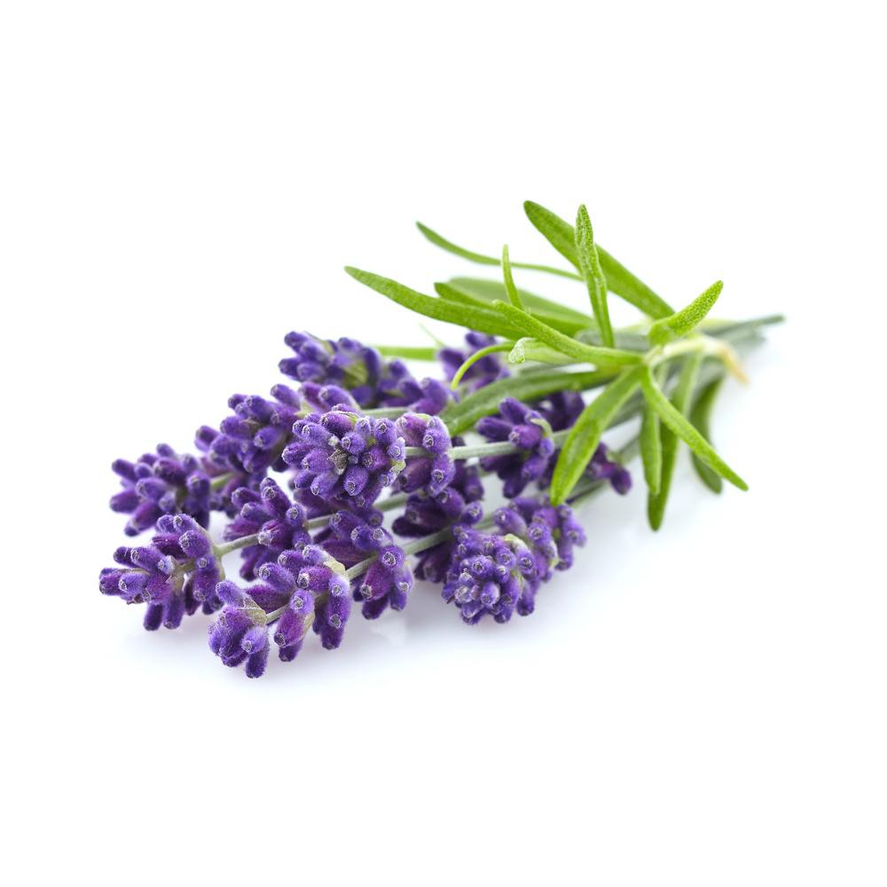 Tinh Dầu Hoa Oải Hương Lavender VDECOR Nguyên Chất 100% từ Thiên Nhiên (10ml)