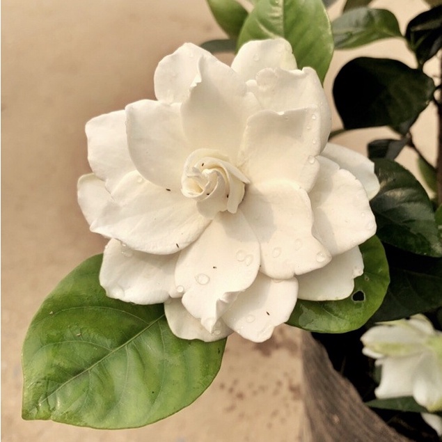 Cây bạch thiên hương  cao 35 - 40cm  hoa nở to toả hương,cây trang trí sân vườn