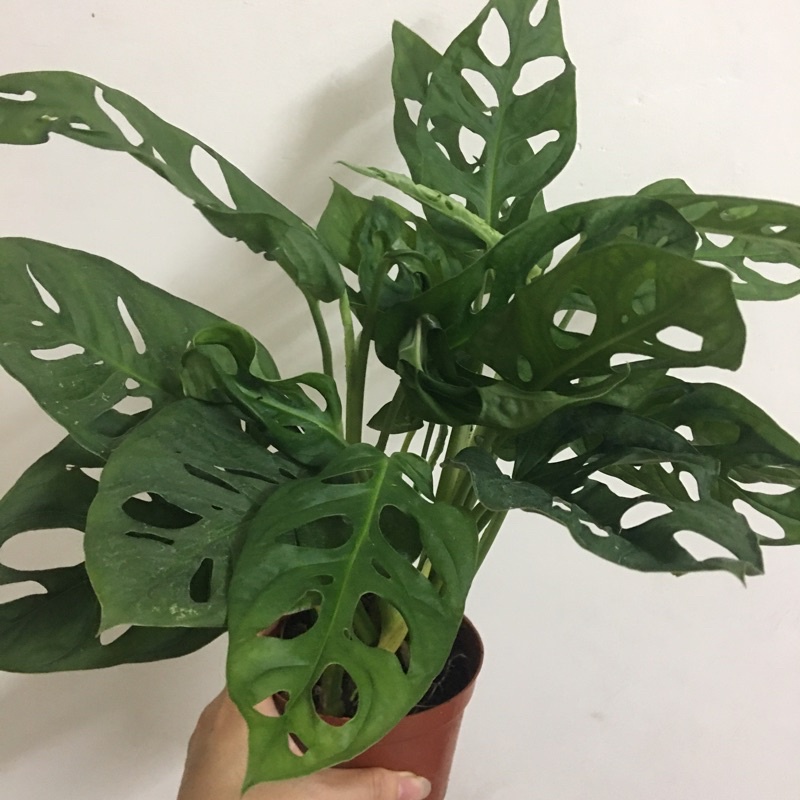 cây giống trầu bà lá lỗ