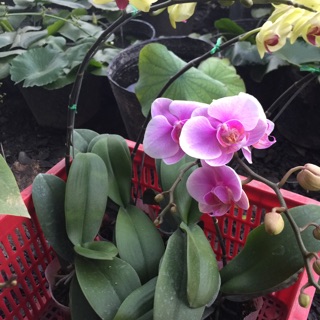 Hồ điệp đang hoa mini