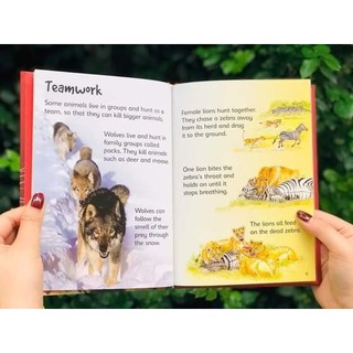 Bộ nhập 10q - Usborne Biginners Animals