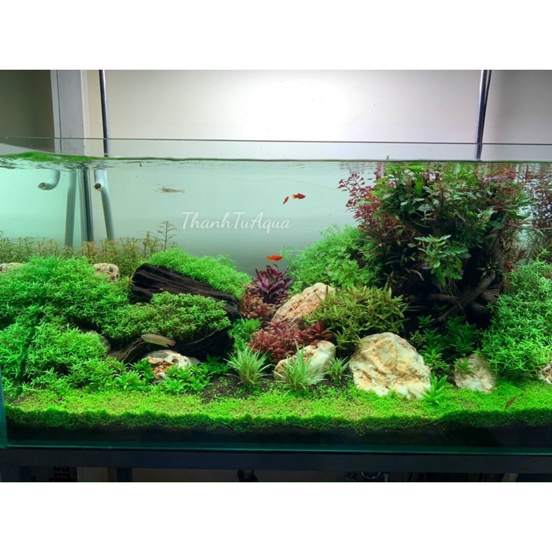 Cây thuỷ sinh-khuyến mại mùa covit