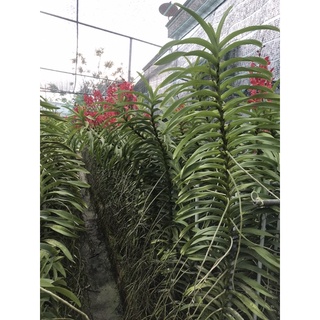 Lan mokara cây cao 70cm ( trồng có hoa liền)