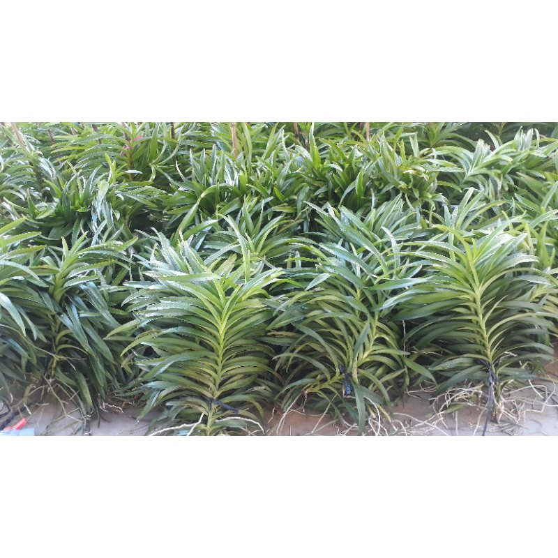 Combo 10 cây Lan Giống Mokara 5 màu,Đỏ,Vàng,Hồng,Tím,Cam