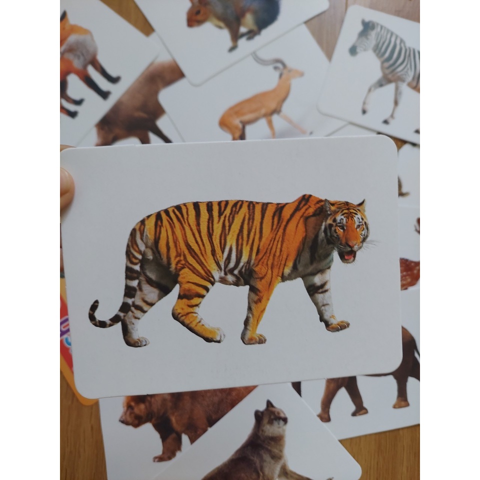 Thẻ học thông minh kích thước lớn 12x16cm chủ đề động vật hoang dã -  Flashcard TGXQ Glenn doman chuẩn