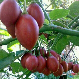 HẠT GIỐNG CÀ CHUA THÂN GỖ