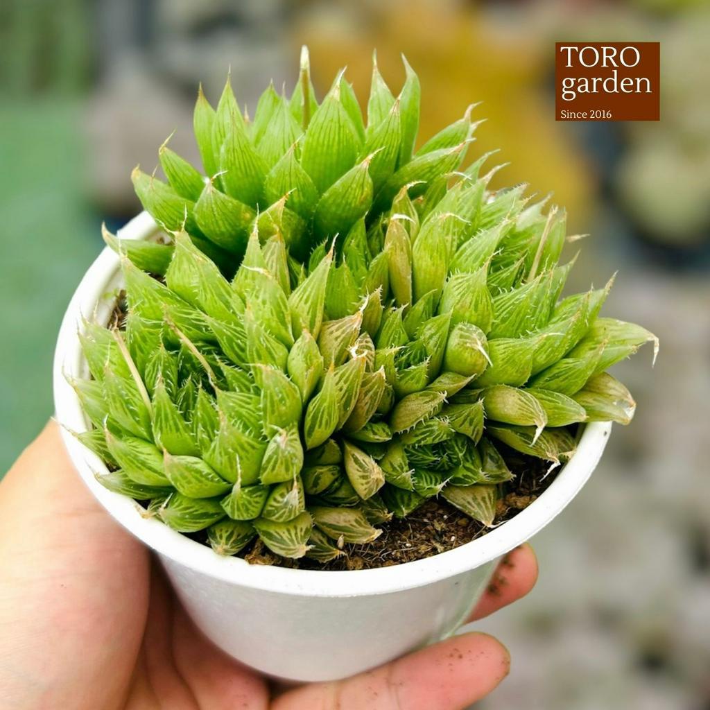 Sen đá dạ quang Đà Lạt size trung bình cây cảnh trang trí nhà cửa Toro garden