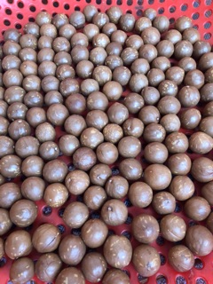 500g MẮCCA SẤY NỨT ĐẮK LẮK( size đại)