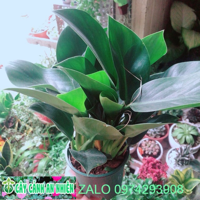 Trầu Bà Đế Vương Xanh