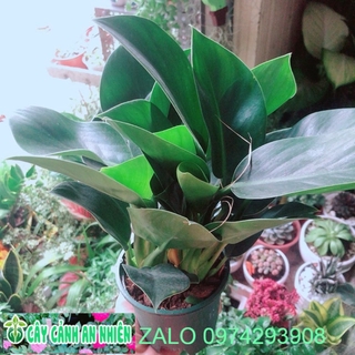 Trầu Bà Đế Vương Xanh