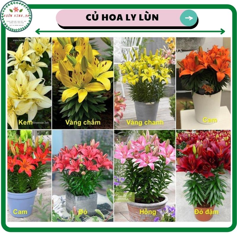 Củ hoa ly lùn Hà lan,nhiều màu sắc,ra hoa sau 1 tháng,size củ to 14/16 |  Shopee Việt Nam