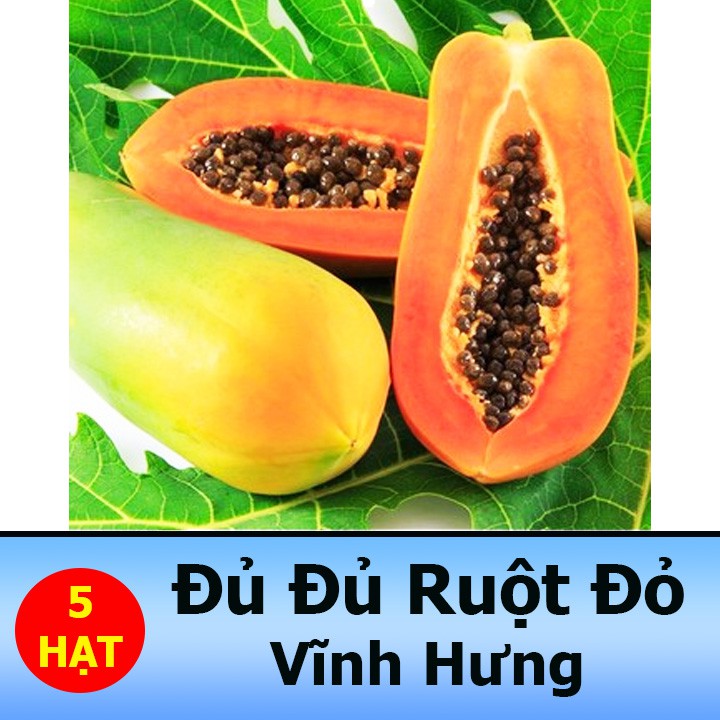 Hạt Giống Đu Đủ Ruột Đỏ Siêu Trái 5 Hạt