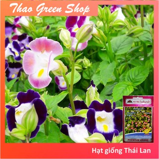 HẠT GIỐNG HOA TÔ LIÊN - MẮT NAI