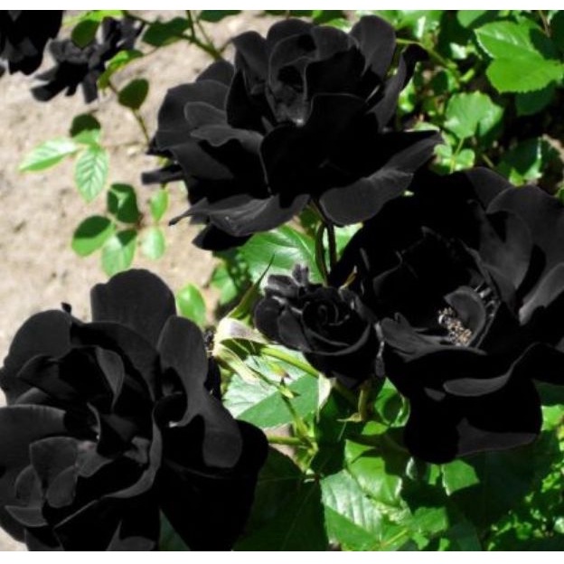 Hạt giống Hoa Hồng Đen - 10 Hạt siêu hoa