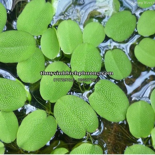 Bèo tai chuột - cây thủy sinh dễ thương cho hồ cá thủy sinh