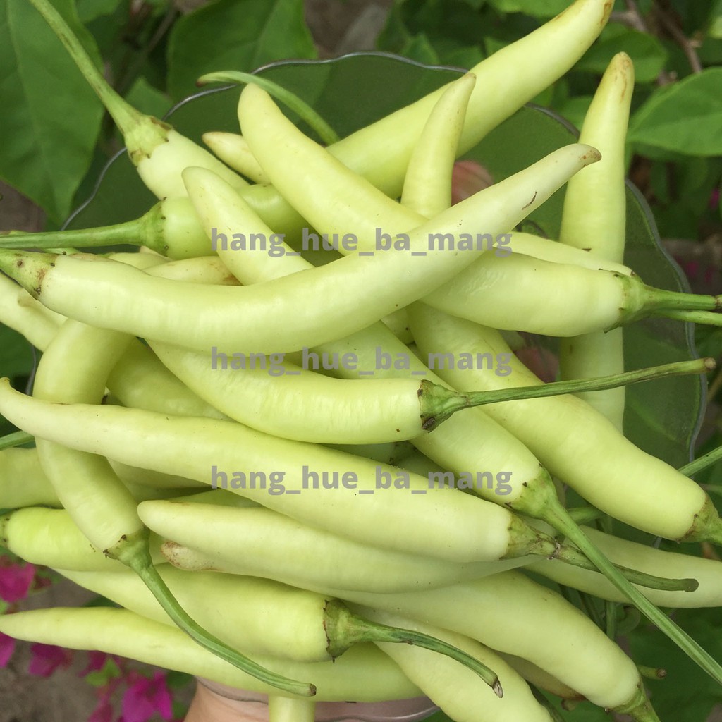 Ớt xanh Huế cay bùng vị - gói 500g - Kho cá ăn kèm rất ngon
