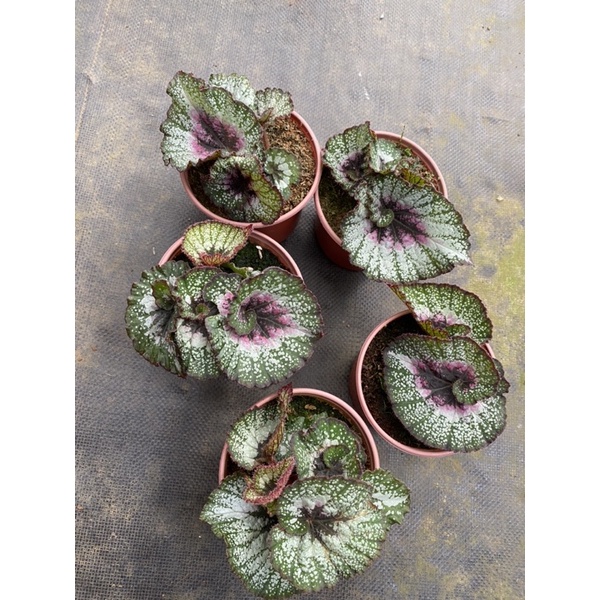 Chậu cứng Begonia Silver greenheart