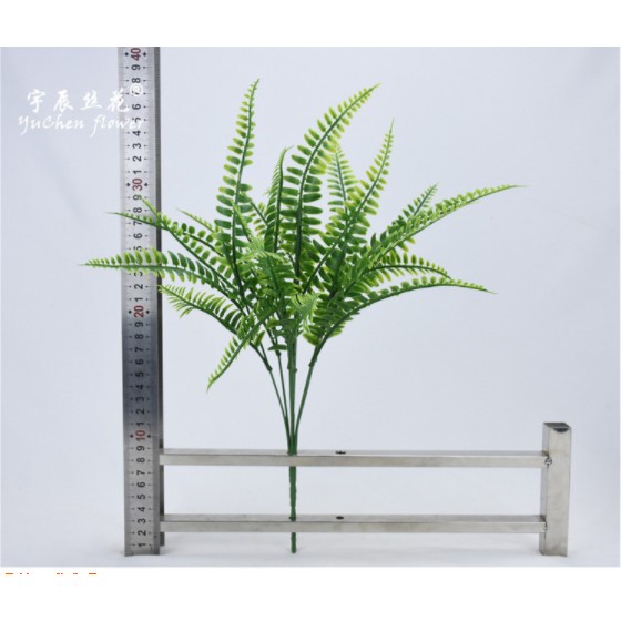 Cây dương xỉ Ba Tư giả tán rộng phù hợp decor trong và ngoại nội thất cao