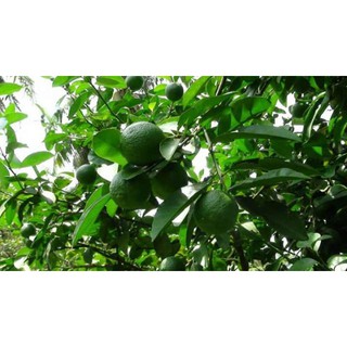 [Xả - Cắt Lỗ ] Cây Chanh Ta Giống
