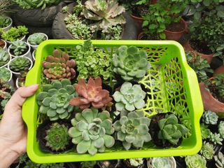 Combo 100k sen đá( 10cây 3-8cm)