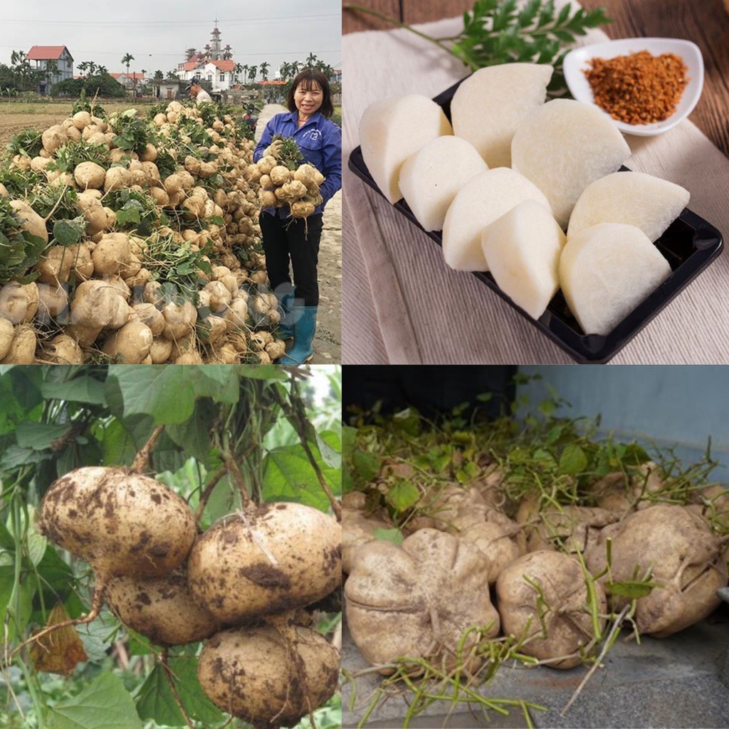 Hạt giống củ đậu siêu trái  siêu dễ trồng kháng bệnh tốt năng suất cao cửa hàng hạt giống uy tín