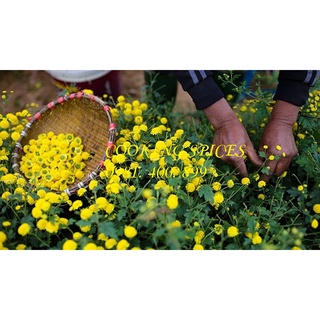 [ Hũ 120ml ] Trà Hoa Cúc vàng loại 1 ( Daisy Flower ) dùng pha trà