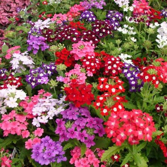 HẠT GIỐNG HOA VÂN ANH MIX MÀU GÓI 20 HẠTNỞ QUANH NĂM HOA NHIỀU MÀU CỰC KỲ ĐẸP