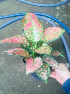 CÂY VẠN LỘC