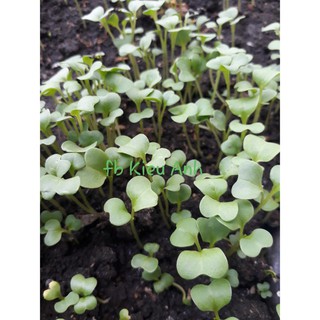 (GÍA SỈ) [Gói 20g] Hạt giống Cải bẹ xanh mỡ