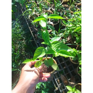 cây lá cẩm(tím)