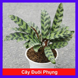 caykiengsadec - Cây Đuôi Phụng - cây cảnh đẹp