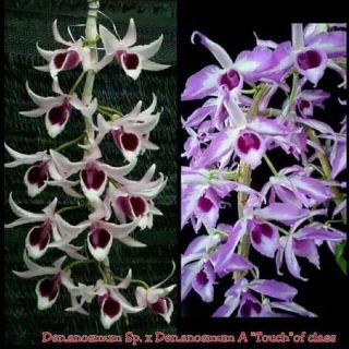 Lan phi điệp giả hạc chớp mỹ lai cây giống